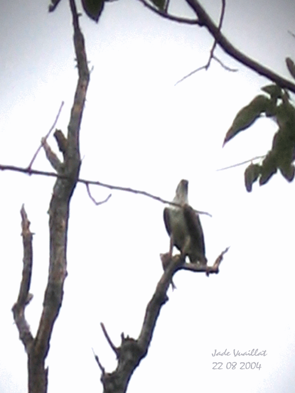 bald eagle