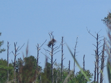 Refuge de Tilghman