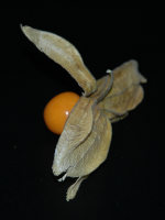 physalis